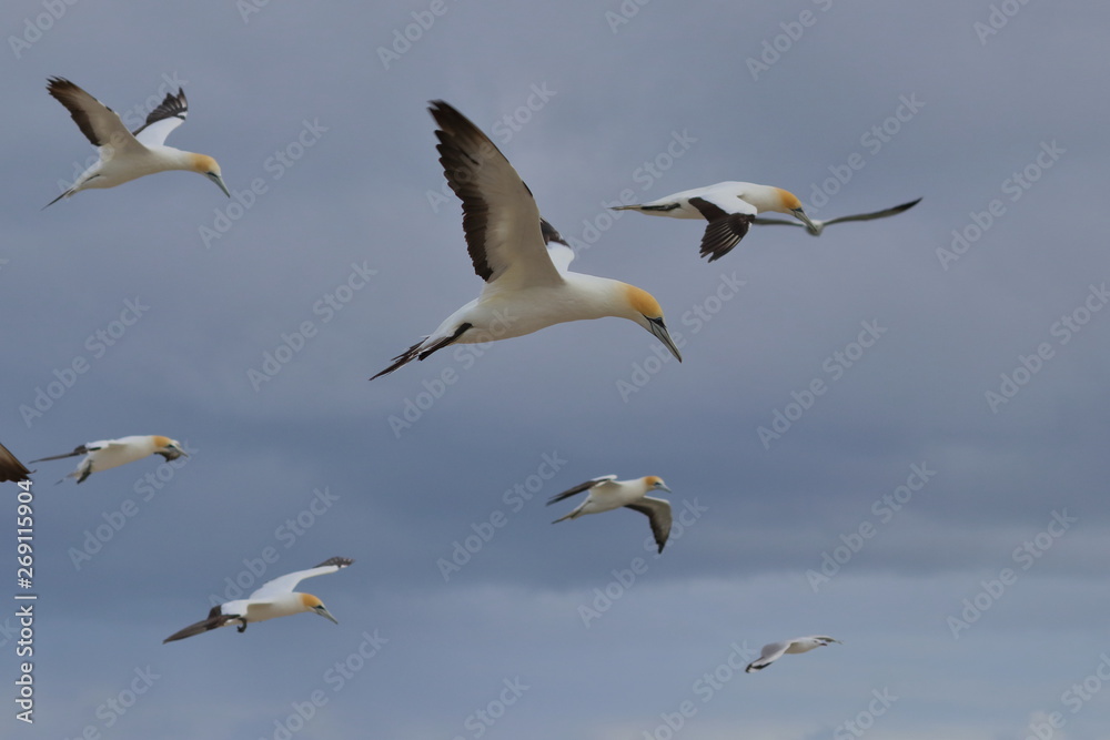 Fototapeta premium australasian gannet