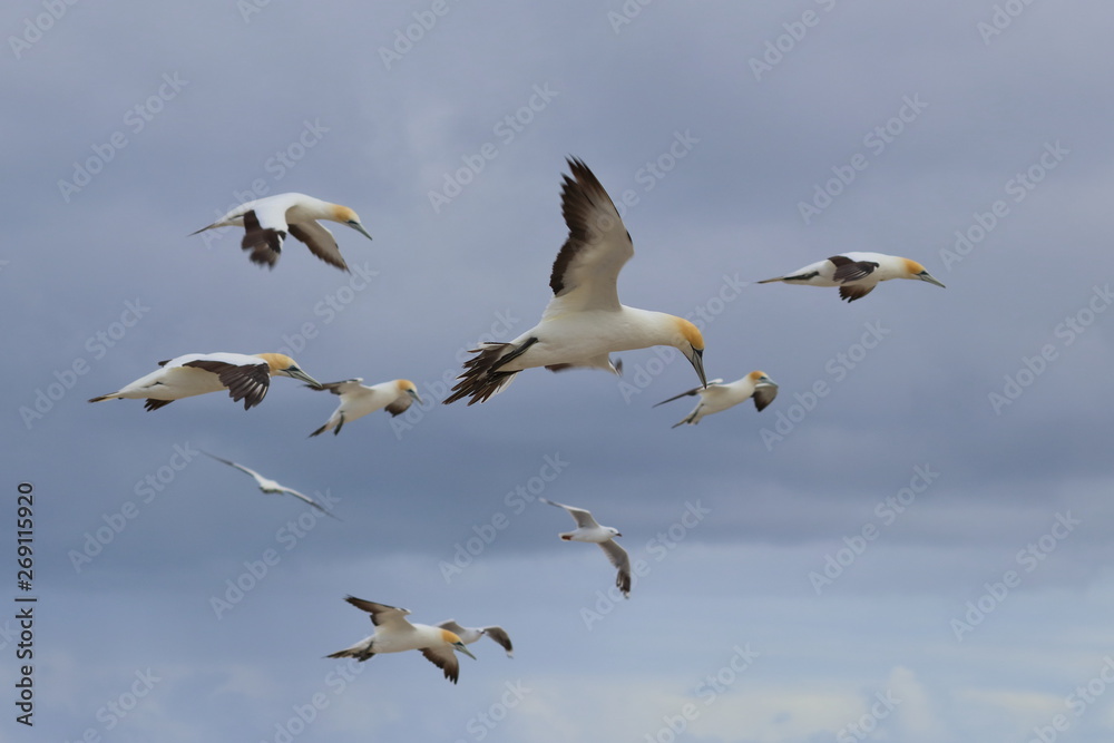 australasian gannet australasian gannet