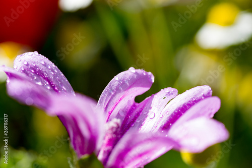 beautiful lilac flower Malva sylvestris