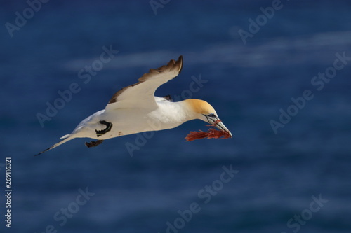 australasian gannet