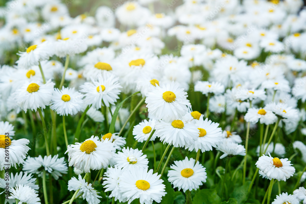 Obraz premium Blossom big daisies on meadow. Summer, floral background. Wild chamomile close up