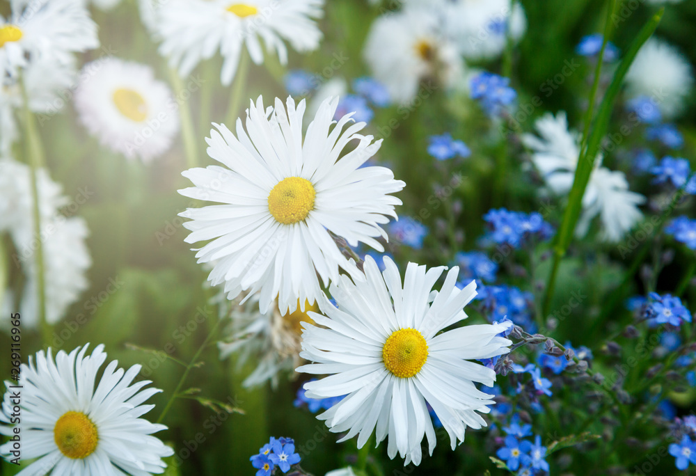Fototapeta premium Blossom big daisies on meadow. Summer, floral background. Wild chamomile close up