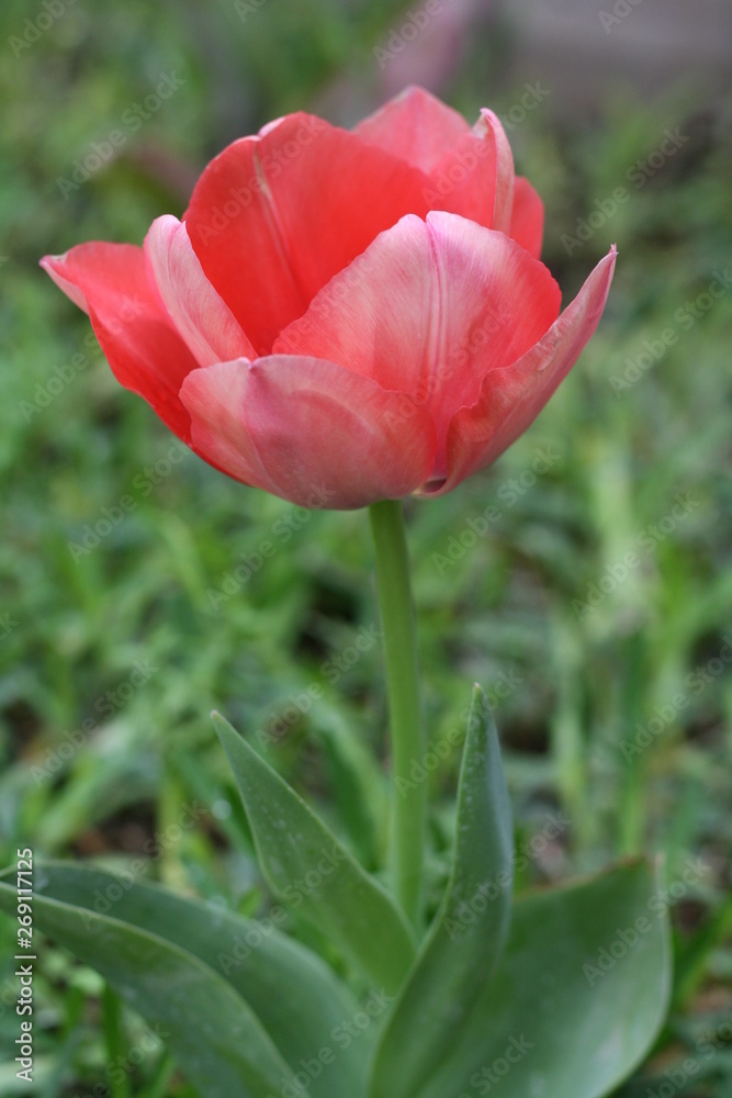 zoom macro tulip red pink