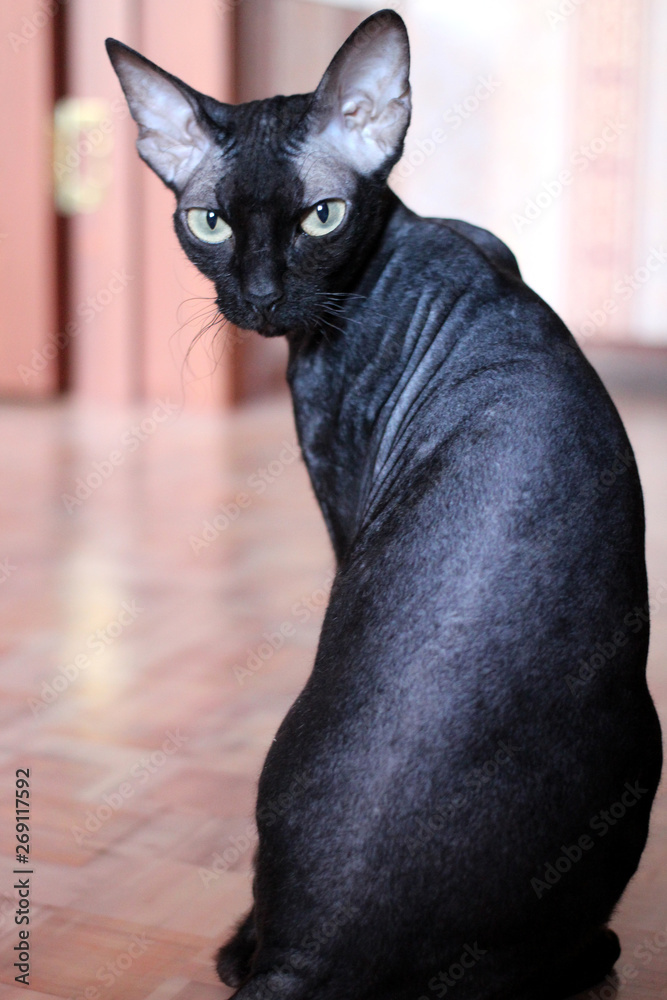 Domestic black cat Sphinx with short hair sitting in the apartment turned looks