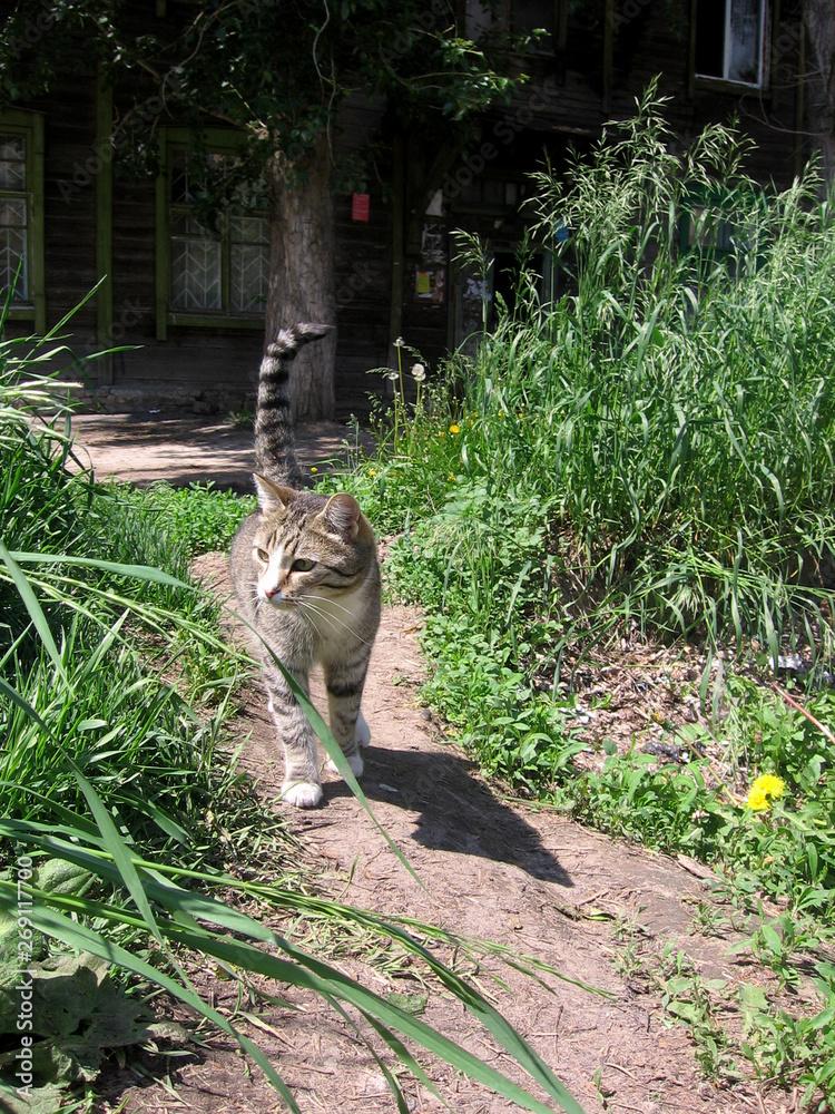 Fototapeta premium Grey stray striped cat walking on the road in the summer near the old wooden house in the grass