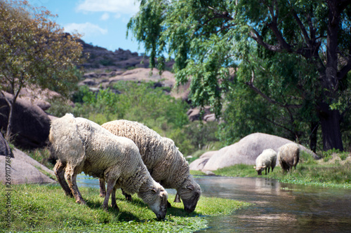 sheep in the meadow (Argentina , Cordoba, El paraiso)