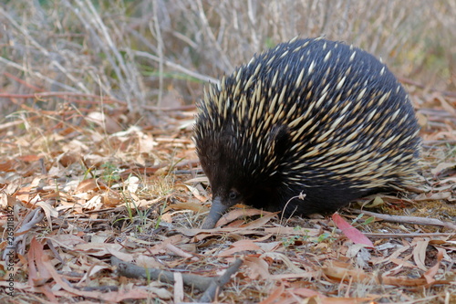 echidna