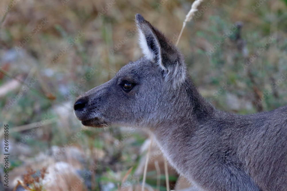 kangaroo