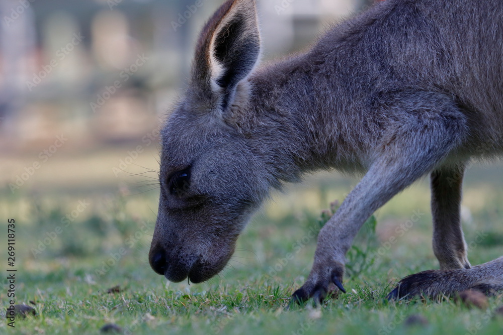 kangaroo kangaroo