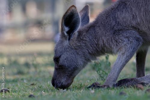 kangaroo © Thomas
