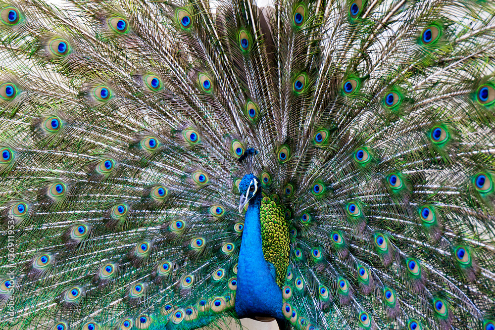 Fototapeta premium Peacock with feather detail, peacock wallpaper