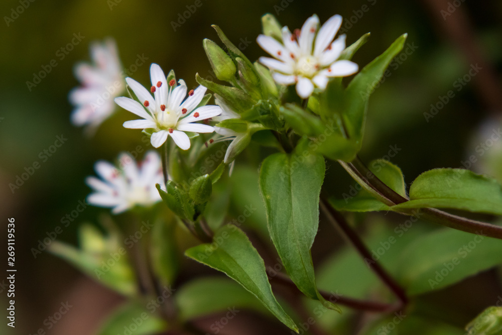 Common Chickweed wildflowers close-up Common Chickweed wildflowers close-up
