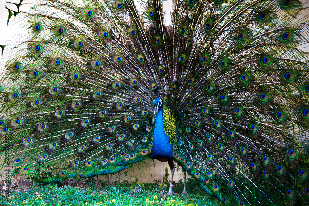 Obraz premium Peacock with feather detail, peacock wallpaper