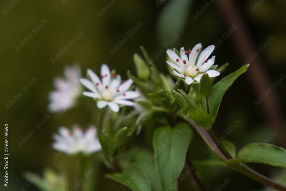 Common Chickweed wildflowers close-up Common Chickweed wildflowers close-up