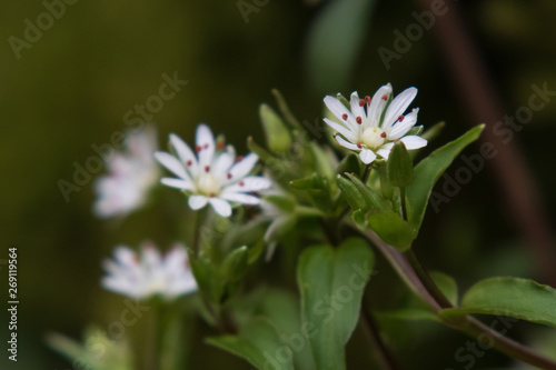 Common Chickweed wildflowers close-up