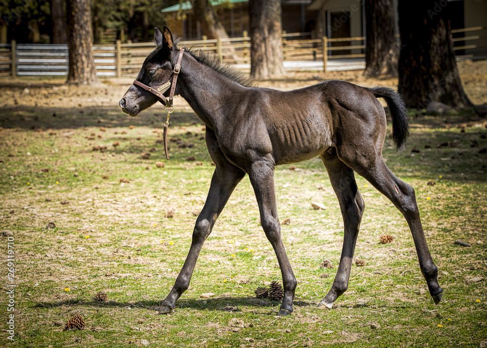 Young colt walking in a pasture. Young colt walking in a pasture.