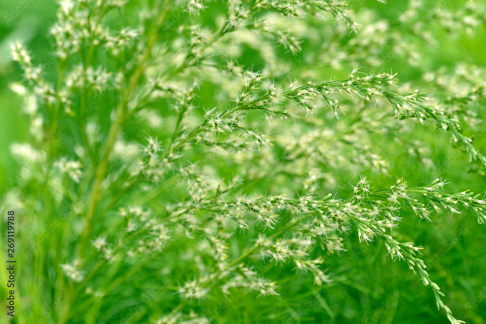 Small needle like flower with green blur background