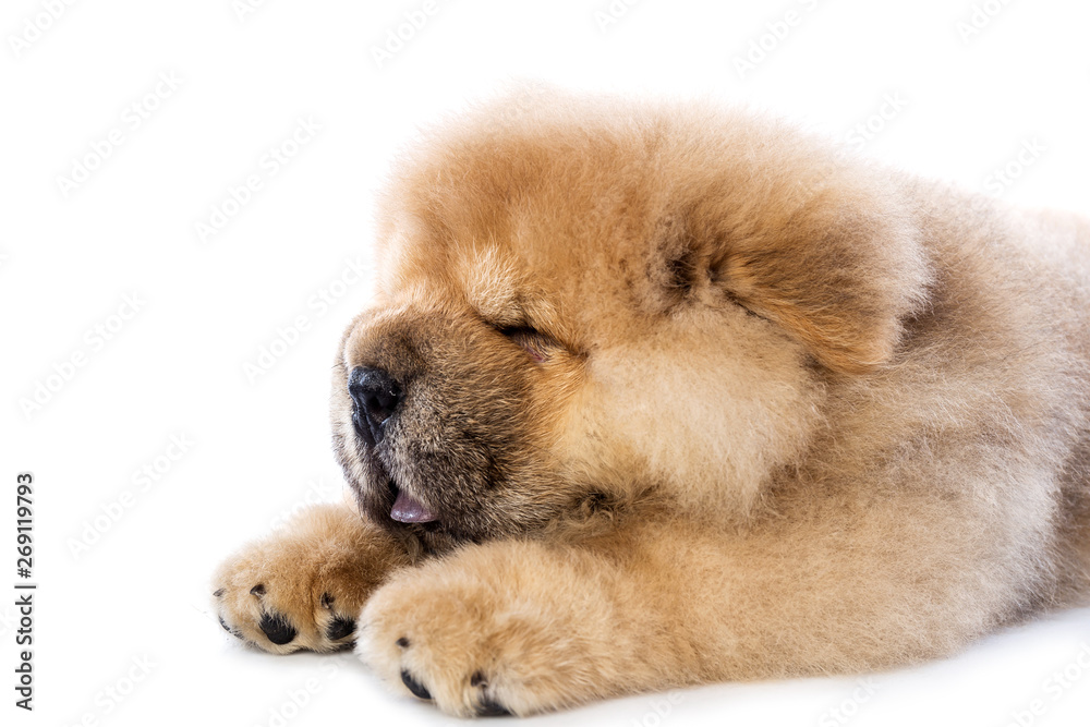 fluffy chow-chow puppy(40 day) fluffy chow-chow puppy(40 day)