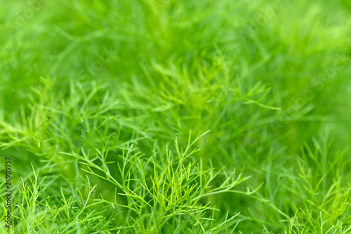 Lush dense green fern leaf