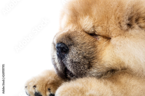 fluffy chow-chow puppy(40 day) © suwatwongkham