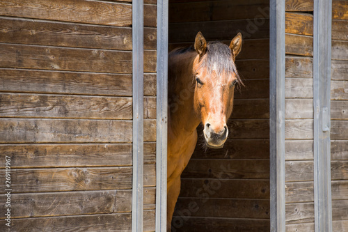 Portrait of horse in barn door.