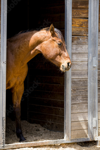 Chestnut horse at barn door.