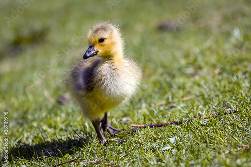 Gosling stands in green grass.