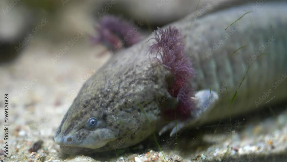 Axolotl Mexican Walking Fish Ambystoma Mexicanum on Sandy Bottom of ...