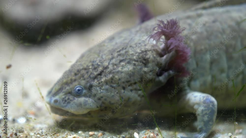 Axolotl Mexican Walking Fish Ambystoma Mexicanum on Sandy Bottom of