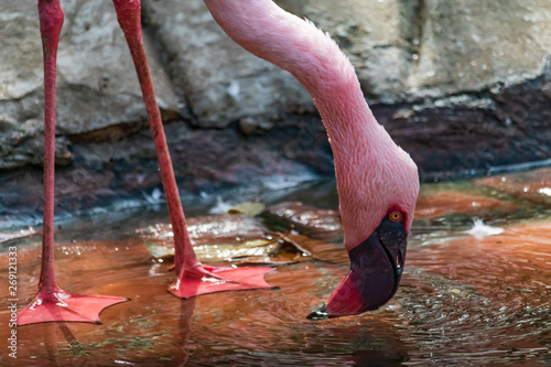 Lesser Flamingo drinking water close-up