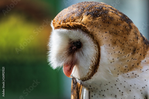 Barn owl face close-up © Martina
