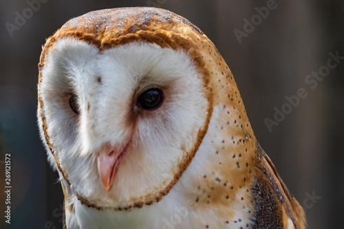 Barn owl face close-up