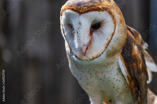 Barn owl close-up