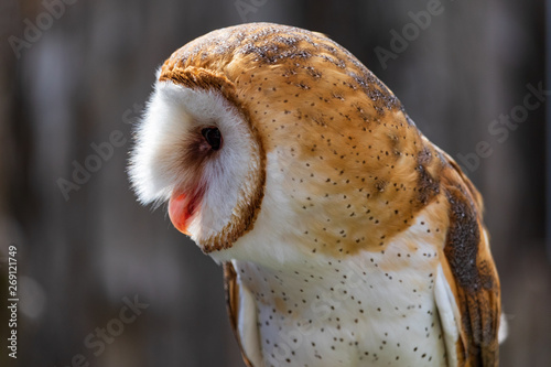 Barn owl close-up © Martina