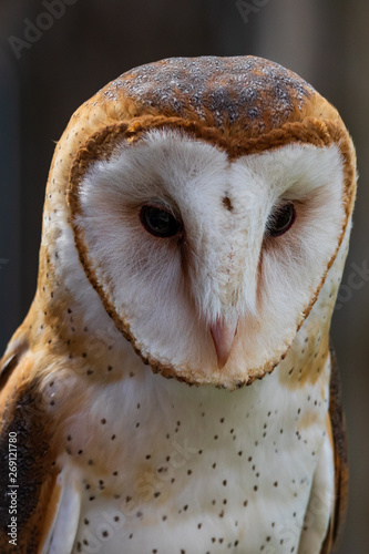 Barn owl face close-up
