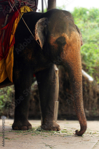 Elephant used for for tourists ride in Asia