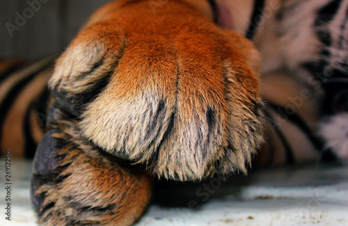 Close up of tiger paws lying down © Ricardo
