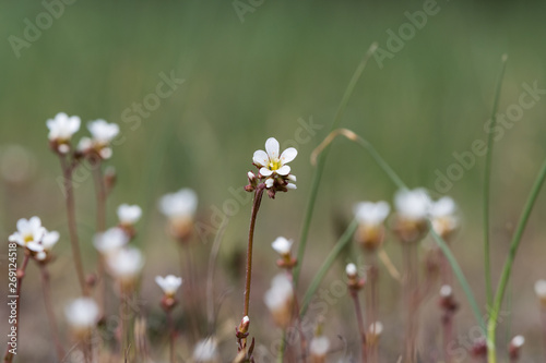 Saxifrage flower closeup in a meadow photo