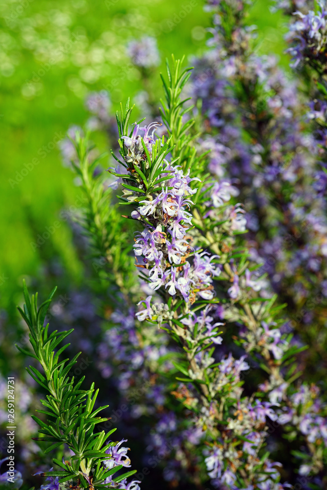 Obraz premium Green spikes and blue flowers of rosemary (rosmarinus officinalis)