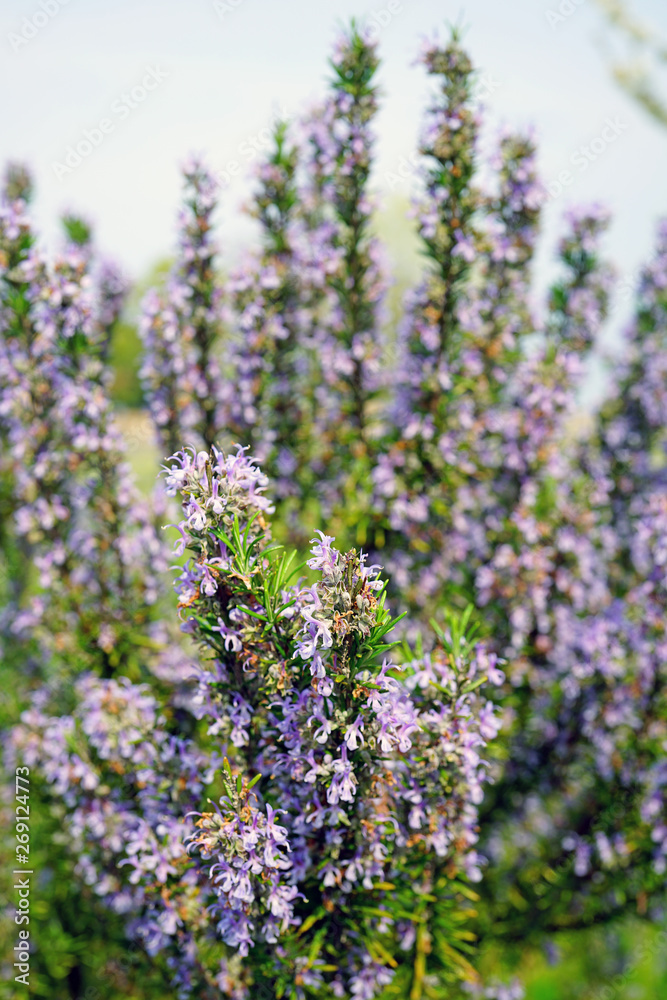 Fototapeta premium Green spikes and blue flowers of rosemary (rosmarinus officinalis)