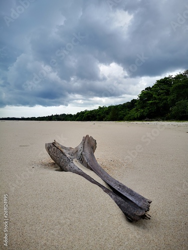 Closeup with the coconut petiole washed-up on the beach during the low tide.