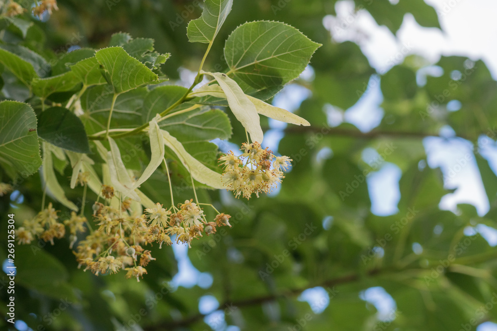 linden tree branch with fresh foliage and flowers linden tree branch with fresh foliage and flowers