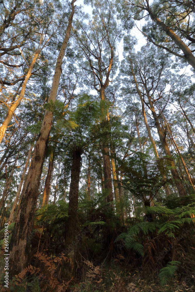 Fototapeta premium great ocean road