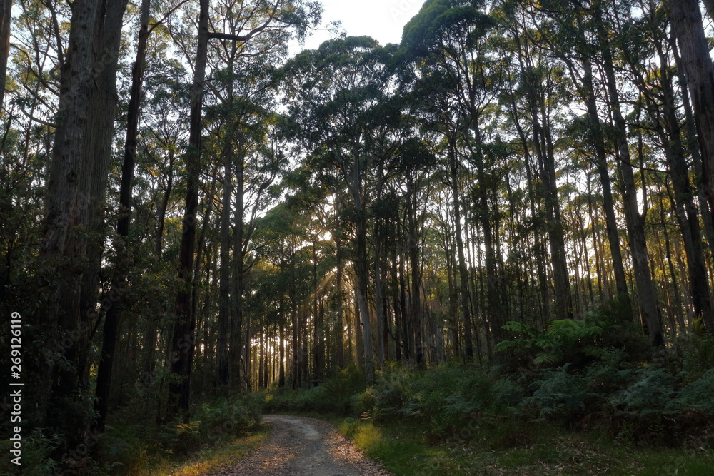 Naklejka premium australia