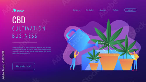 Farmers with watering can growing cannabis in pots. Cannabis cultivation, CBD cultivation business, sungrown indoors or greenhouse concept. Website vibrant violet landing web page template.