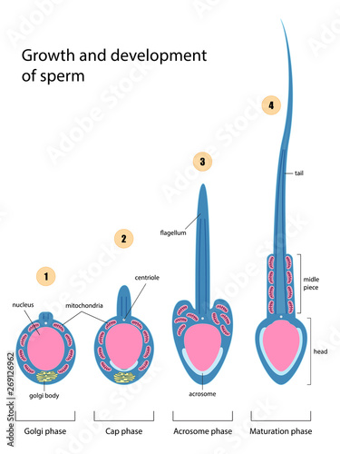 Growth and development of sperm vector ESP10