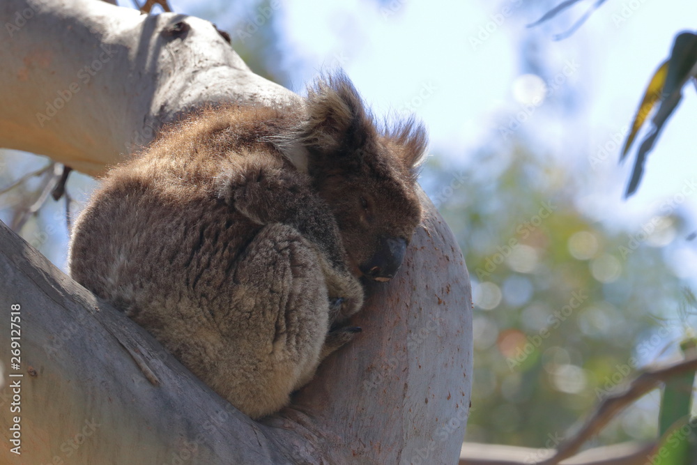 Obraz premium koala