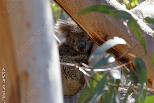 Photography koala