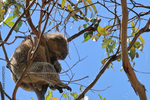 Photography koala
