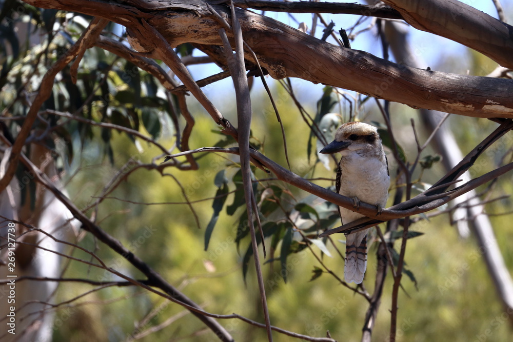 Obraz premium kookaburra
